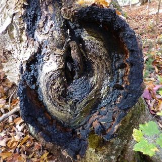 Chaga gomba kivonata